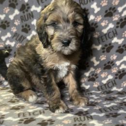 Fielder - Chocolate merle male Bernedoodle puppy in Battle Creek, Michigan from T-Rose’s Bernedoodle & Pomsky Puppies