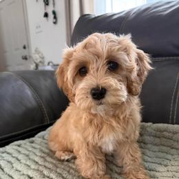 Copper - male Cavapoochon puppy in Mt. Pleasant, Iowa from Platinum Premier Puppies