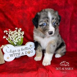 Australian Shepherd Puppies from 303 Aussies