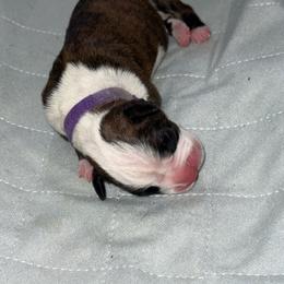 Purple Collar - Brindle female Boxer puppy in Merritt Island, Florida from Nate & Julia’s Boxers