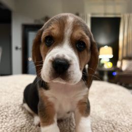 Wren - Black tan and white female Beagle puppy in Brownsboro, Texas from Willow Bark Beagles