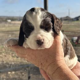 Green - Liver and white male English Springer Spaniel puppy in Godley, Texas from Legacy Springer Spaniels