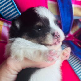 Black tri - Tri-colored male Pomeranian puppy in Fayetteville, North Carolina from Tar-heel Poms