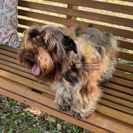 Nola - Miniature Schnauzer