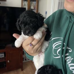 Odin, white - Parti male Poodle puppy in Winter Haven, Florida from Herdez’s Poodles