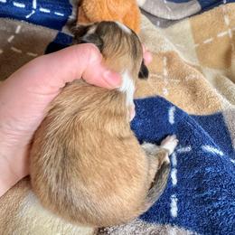 S'mores - Red and white female Chihuahua puppy in Canton, Ohio from Elysium Fields Chihuahuas
