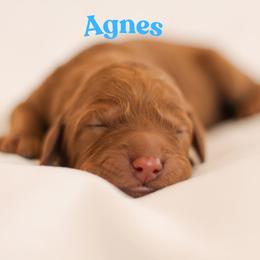 Agnes - Red  female Goldendoodle puppy in College Station, Texas from Em & El Doodles