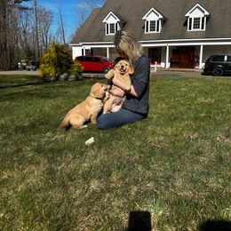 Golden Retriever Puppies from Sheaman Farm