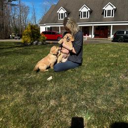 Golden Retriever Puppies from Sheaman Farm