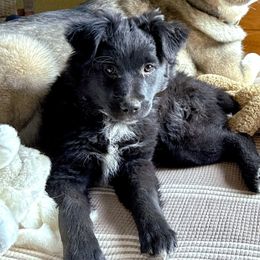 Ivy - Black & white Australian Shepherd puppy in Santa Fe, New Mexico from Heartstead Haven Australian Shepherds