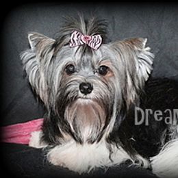 Prim - Biewer Terrier