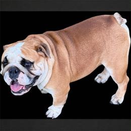 Rocky - Bulldog