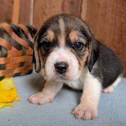 Alpine - Black tan and white male Beagle puppy in Colville, Washington from Rosehaven Homestead