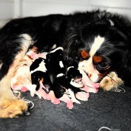 Cavalier King Charles Spaniel puppies from Cantina Labs and Cavs