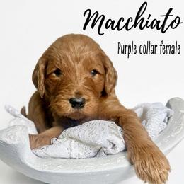 Macchiato - Red  female Goldendoodle puppy in Taylorsville, North Carolina from Doggone Dixie Doodles