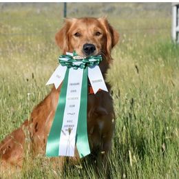 Golden Retriever All Grown Up from Jesse Hinckley's Golden Retrievers