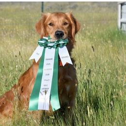 Golden Retriever All Grown Up from Jesse Hinckley's Golden Retrievers
