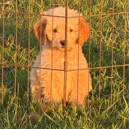 Annie - Apricot female Goldendoodle puppy in Ambrose, Georgia from Brandilyn's Aussies