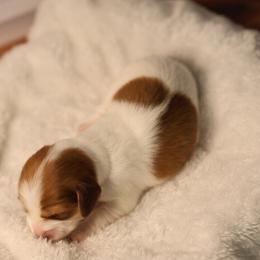 Green - Red male Dachshund puppy in Miami, Florida from Maitime Dachshund
