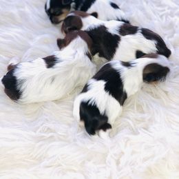 Yorkshire Terrier Puppies from Mountain Magic Yorkies