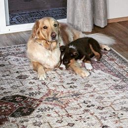 Australian Shepherd Puppies from Van Huitt Australian Shepherds