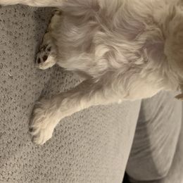 Goldendoodle and Labradoodle Puppies from Jessica Henry