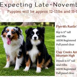 Toy Australian Shepherd puppies from Dusty Spring Australian Shepherds, LLC