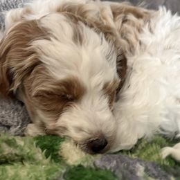 Cavapoos from Smiths Fluffy butts