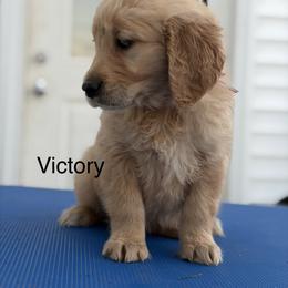 1st pick girl - Dark golden female Golden Retriever puppy in Clay Center, Nebraska from Storm Chasers- Golden Retrievers & Basset Hounds