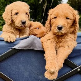 Goldendoodle puppies from Rezapour Doodle Estate