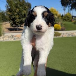 Laura - Tri-color female Bernedoodle puppy in Yuba City, California from Ranch House Doodles