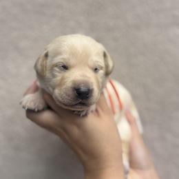 Labrador Retriever Puppies from Kounty Line Kennel LLC