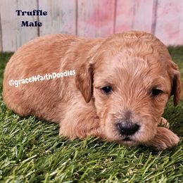 Truffle - Red  male Goldendoodle puppy in Peytno, Colorado from Grace N Faith Doodles