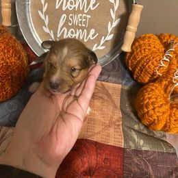 Shetland Sheepdog Puppies from Clark Kennel Shelties