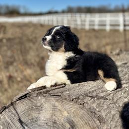 Miniature American Shepherd and Miniature Australian Shepherd Puppies from Quarter Creek Stockdogs & Mini/Toy Australian Shepherds