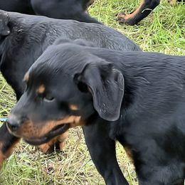 Boy 1 - Black and rust Rottweiler puppy in Fowler, Ohio from Pushing Performance Rottweilers