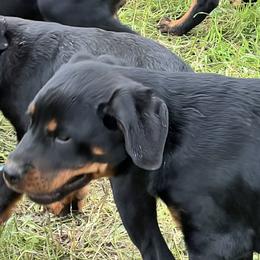 Boy 1 - Black and rust Rottweiler puppy in Fowler, Ohio from Pushing Performance Rottweilers