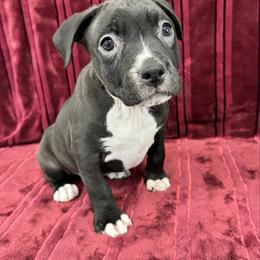 Sable Female - Seal brown female American Pit Bull Terrier puppy in Nine Mile Falls, Washington from Bartin Kennels