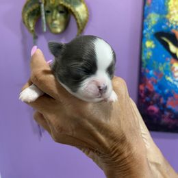 Chihuahua Puppies from King Chihuahuas
