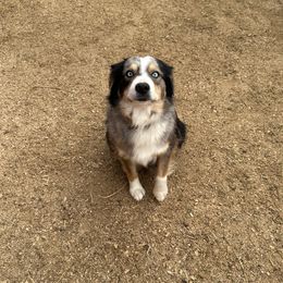 Hattie - Miniature American Shepherd