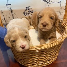 Australian Labradoodles from Atlantic Labradoodles