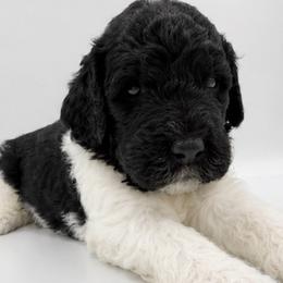 Doc - Black and white male Saint Berdoodle puppy in Beach, North Dakota from Badland St. Berdoodles LLC