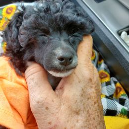 Poodle Puppies from Joanies Poodles