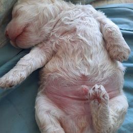 Lagotto Romagnolo Puppies from Lagotto Illinois
