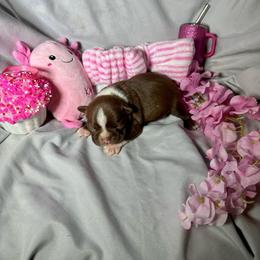Arial - Seal and white female Boston Terrier puppy in London, Kentucky from Puppy Love