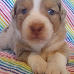 Miniature Australian Shepherds from Windy Hill Farm Mini Aussies