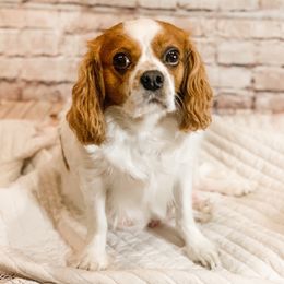 Mia - Cavalier King Charles Spaniel