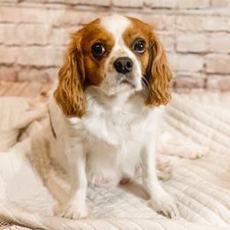 Mia - Cavalier King Charles Spaniel