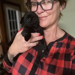 Viola - Black female Pug puppy in Saint Pauls, North Carolina from Copperfield’s Goldens