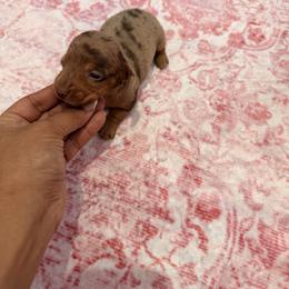 Madelin - Dapple female Dachshund puppy in Magnolia, Texas from Carrie’s Countryside Dachshunds